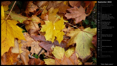 Fallen Maple Leaves