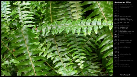 Fern Fronds I