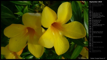 Golden Trumpet Flowers II