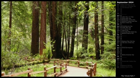 Muir Woods Path I