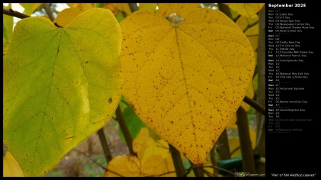 Pair of Fall Redbud Leaves