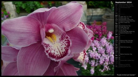 Purple Orchid and Garden