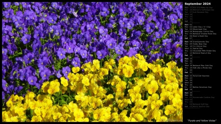 Purple and Yellow Violas