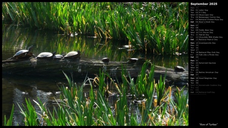 Row of Turtles