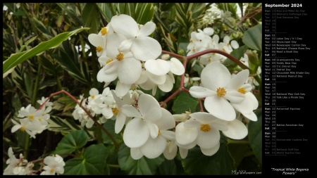 Tropical White Begonia Flowers