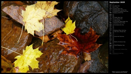 Wet Leaves and Rocks