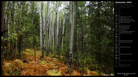 White Birch Trees and Fall Ferns