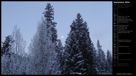 Winter Trees at Dawn