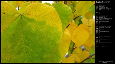 Yellow and Green Redbud Leaves