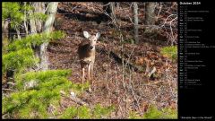 Adorable Deer in the Woods