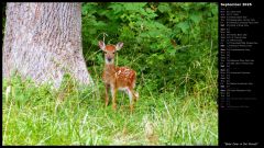 Baby Deer in the Woods