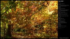 Canopy of Fall Leaves II