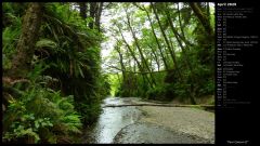 Fern Canyon II