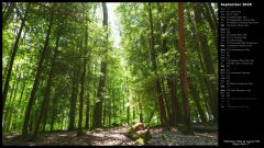 Hemlock Trail at Laurel Hill State Park I