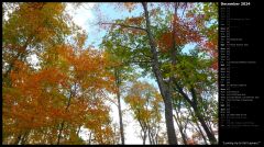 Looking Up to Fall Leaves I