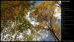 Looking Up to Fall Leaves II