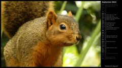 Portrait of a Squirrel