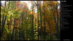 Sunlit Fall Forest