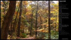 Sunlit Fall Trail