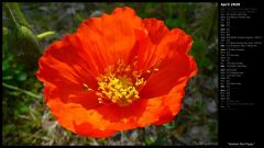 Alaskan Red Poppy