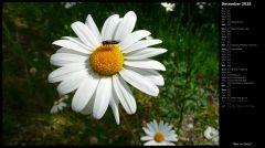 Bee on Daisy