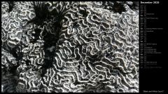 Black and White Coral I