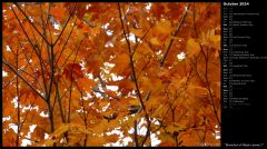 Branches of Maple Leaves I