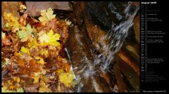 Fall Leaves in Waterfall III