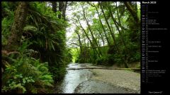 Fern Canyon II