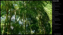 Forest of Palm Trees