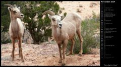 Funny Bighorn Sheep