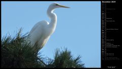 Great Egret