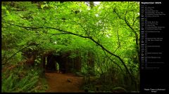 Maple Trees in Redwood Forest