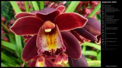 Maroon Orchids I