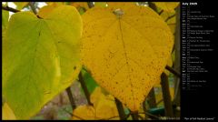 Pair of Fall Redbud Leaves