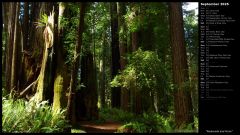 Redwoods and Ferns