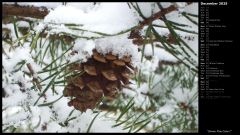 Snowy Pine Cone I