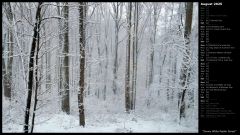 Snowy White Poplar Forest