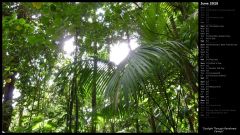 Sunlight Through Rainforest Canopy