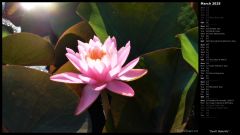 Sunlit Waterlily