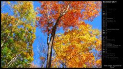 Three Shades of Colorful Fall Maple