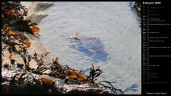 Tidepool at Sand Beach