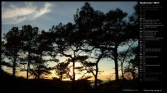 Torrey Pine Sunset II