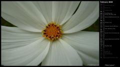 White Cosmos