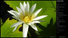 White Waterlily II