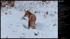 Winter Fox