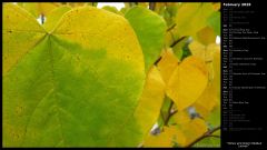 Yellow and Green Redbud Leaves