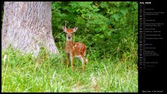 Baby Deer in the Woods