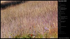 Purple Grass and Wildflowers