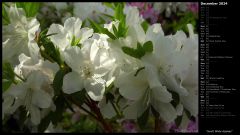 Sunlit White Azaleas